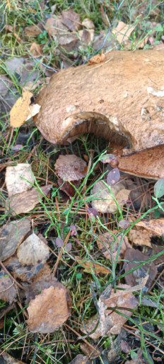 Гриб из Северо-Енисейский