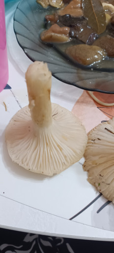 Гриб из Северо-Енисейский