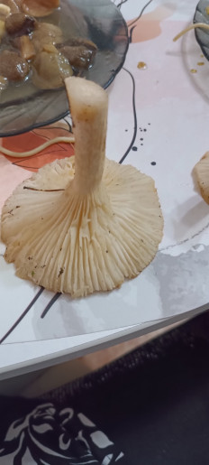 Гриб из Северо-Енисейский