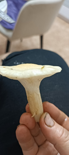 Гриб из Северо-Енисейский