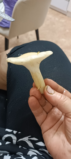 Гриб из Северо-Енисейский