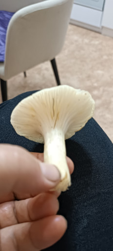 Гриб из Северо-Енисейский