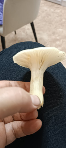 Гриб из Северо-Енисейский