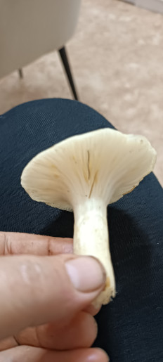 Гриб из Северо-Енисейский