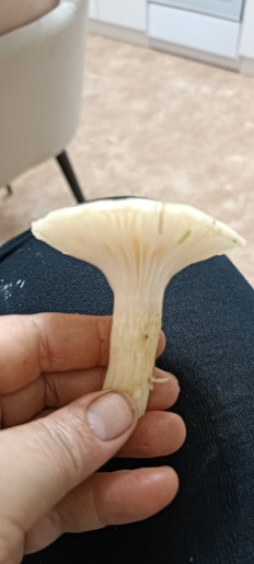 Гриб из Северо-Енисейский