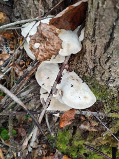 Гриб из Тевриз