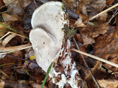 Гриб из Тевриз