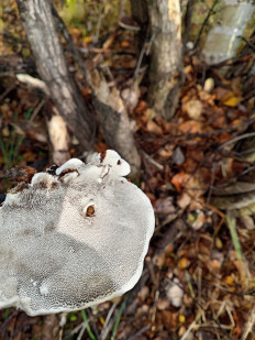 Гриб из Тевриз