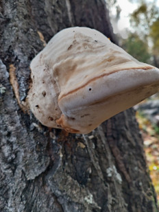 Гриб из Тевриз