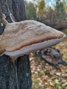 Гриб из Тевриз