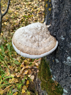 Гриб из Тевриз