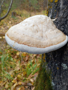 Гриб из Тевриз