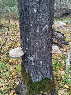 Гриб из Тевриз