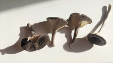 Гриб из СПб