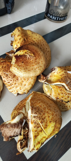 Гриб из Самара