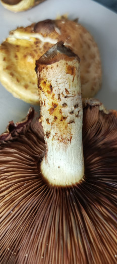 Гриб из Самара