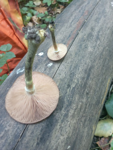 Гриб из Серебряные Пруды