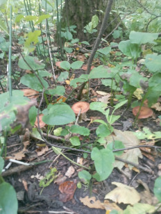 Гриб из Серебряные Пруды