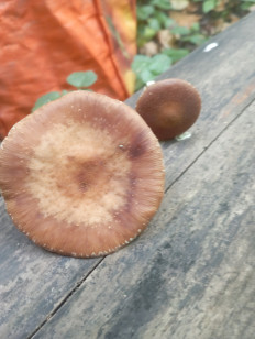 Гриб из Серебряные Пруды