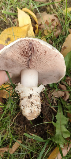 Гриб из Wangen im Allgäu