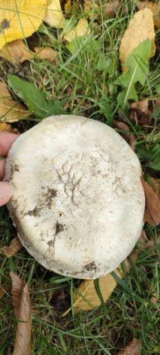 Гриб из Wangen im Allgäu