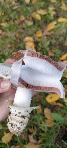 Гриб из Wangen im Allgäu