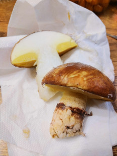 Гриб из Невинномысск