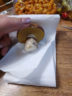 Гриб из Невинномысск