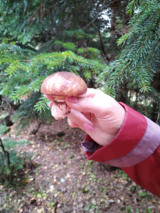 Гриб из Невинномысск