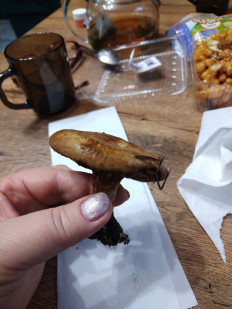 Гриб из Невинномысск