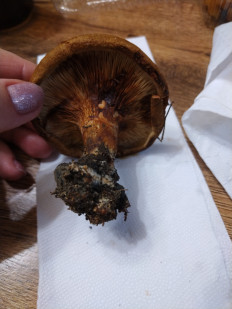 Гриб из Невинномысск