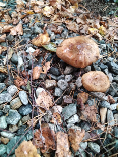 Гриб из Невинномысск