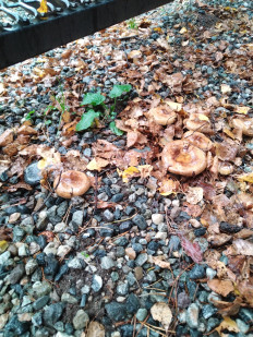 Гриб из Невинномысск