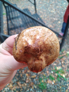 Гриб из Невинномысск