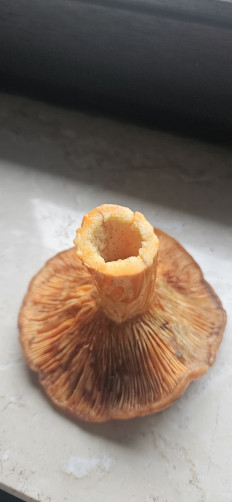 Гриб из Кацванг германия