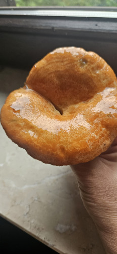 Гриб из Кацванг германия