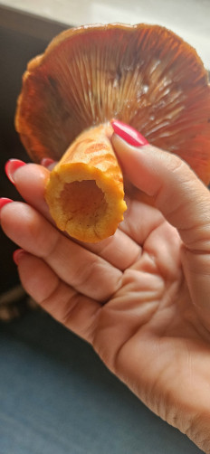 Гриб из Кацванг германия