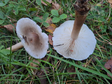 Гриб из Раменский район