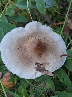 Гриб из Раменский район