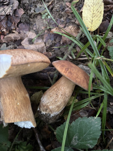 Гриб из Москва