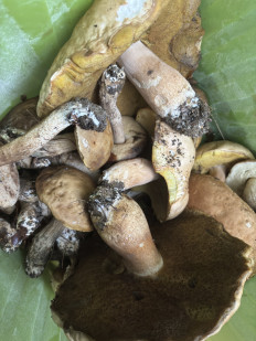 Гриб из Москва