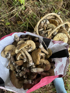 Гриб из Москва