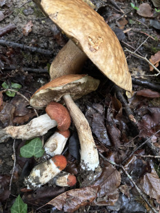 Гриб из Москва