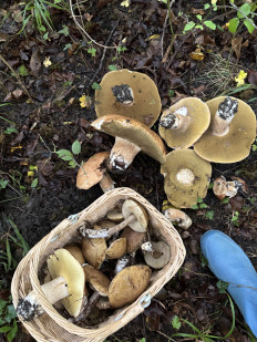 Гриб из Москва