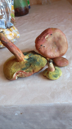 Гриб из Самара