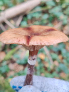 Гриб из Москва