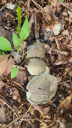 Гриб из Южно-Сахалинск