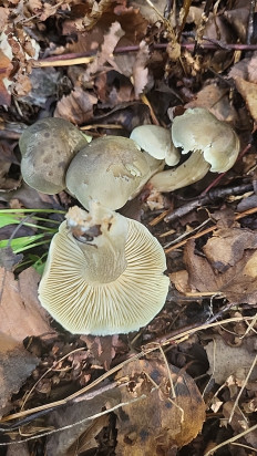 Гриб из Южно-Сахалинск