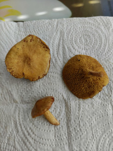 Гриб из Хабаровск