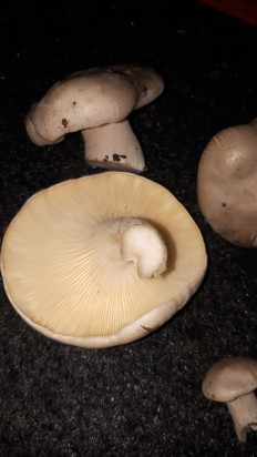 Гриб из кавказский район